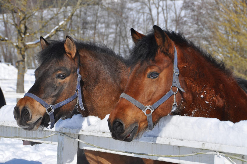 Aldiana Club Ampflwang Pferde im Winter
