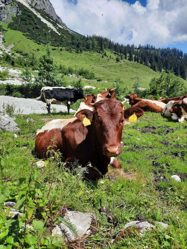 Beim Urlaub in Österreich mit Kindern trifft man auf der Alm immer wieder auf Kühe