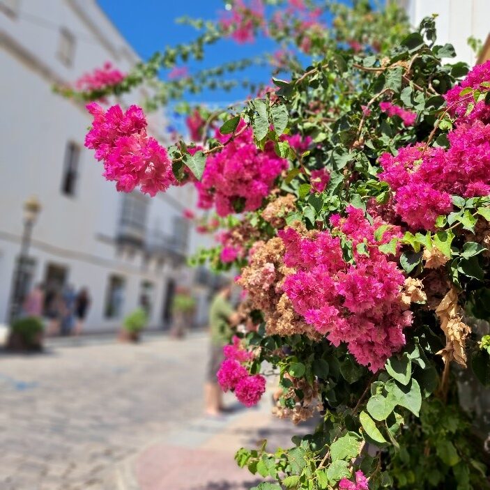 Blumen blühen in der Altstadt von Tarifa. 