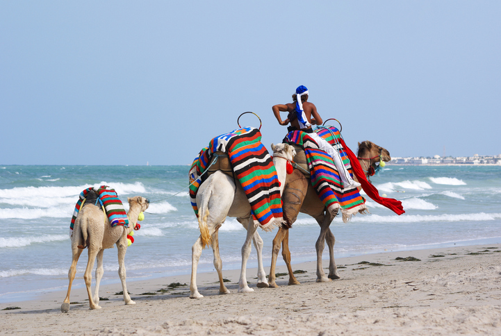 Kamele mit Reitern am Strand von Djerba in Tunesien
