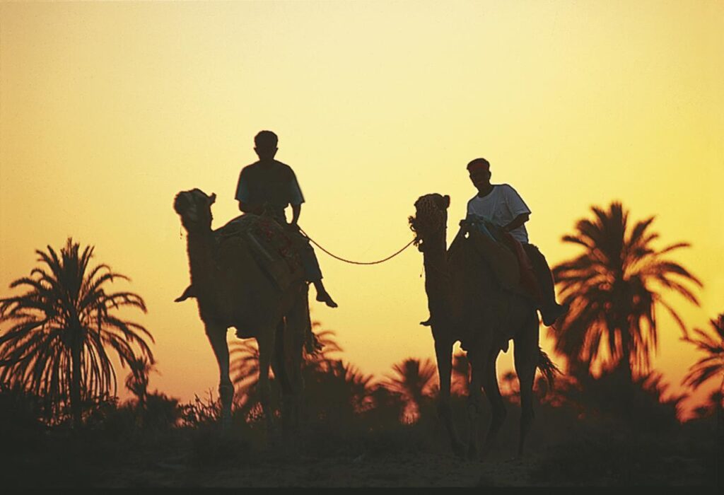Zwei Kamele mit Reiter in der Wüste von Djerba in Tunesien. 