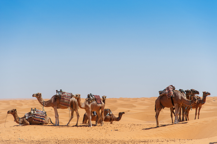 Wüste von Djerba mit ruhenden Kamelen und klarem Himmel.