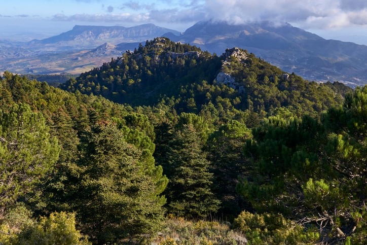 Wanderwege durch den Pinsapo-Wald in Andalusien mit grüner Natur.