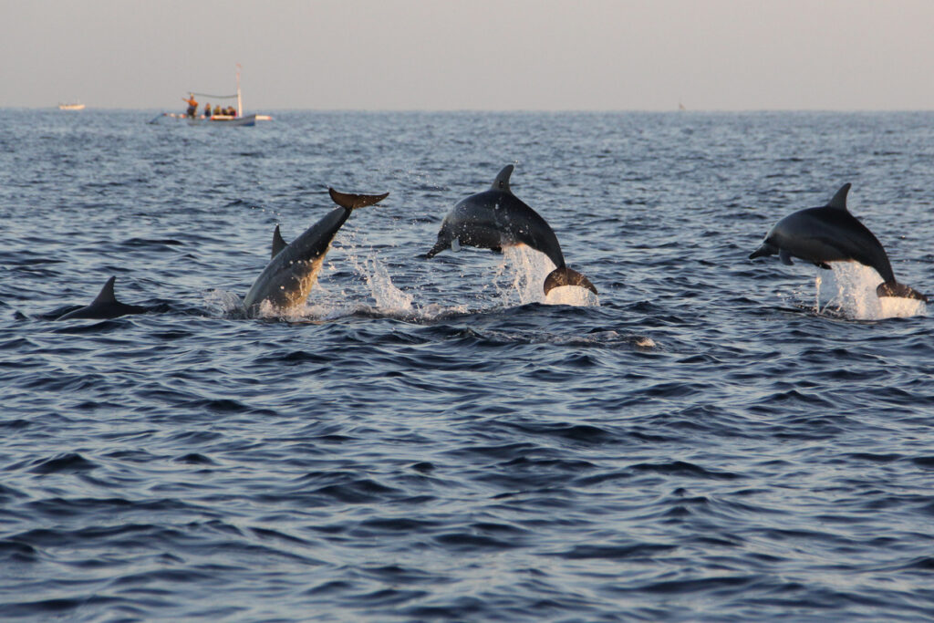 Blick auf drei Delfine, die gerade über das Wasser springen. 